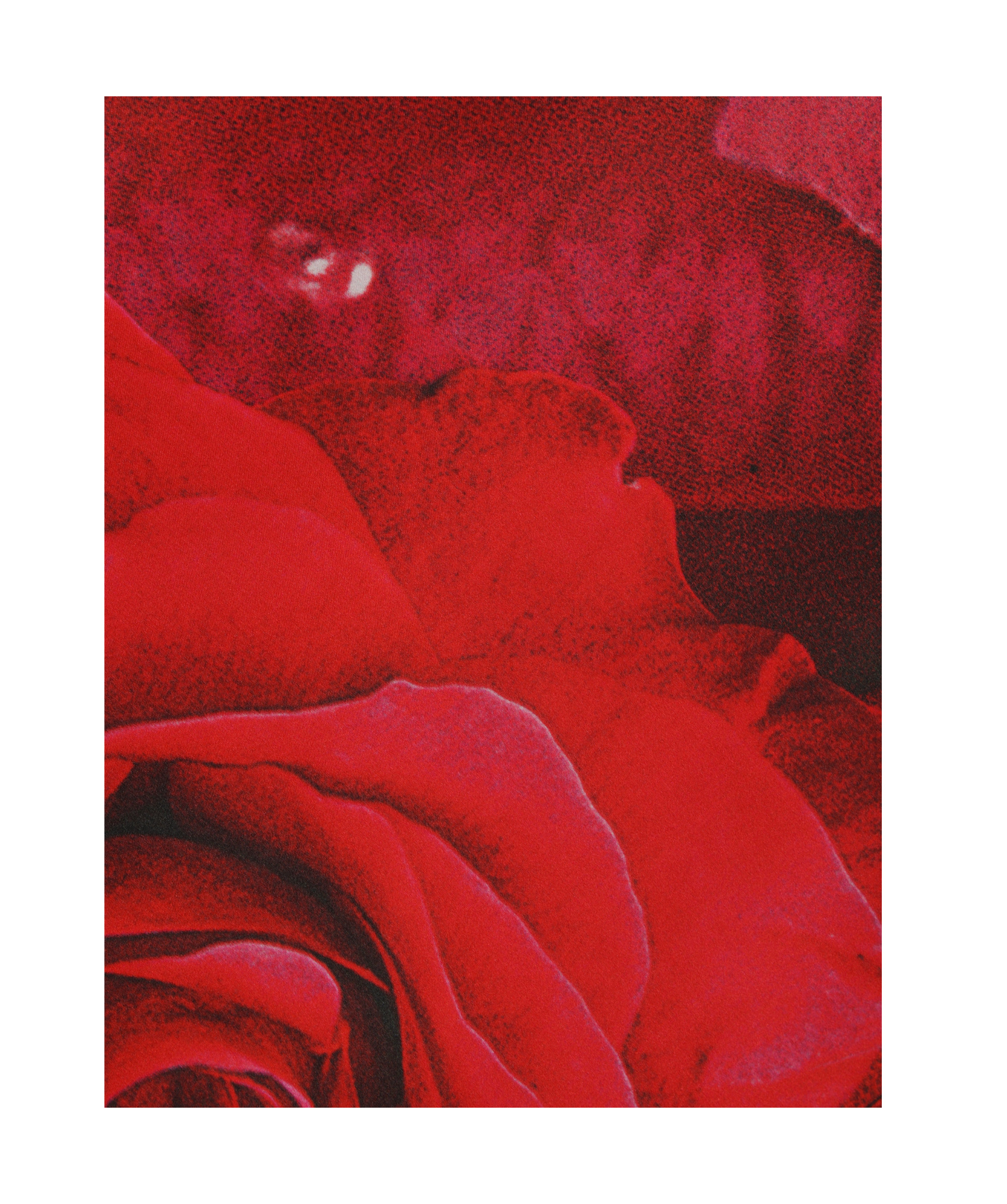 Roberto Cavalli Dress With Asymmetric Skirt And Rose Print In Red